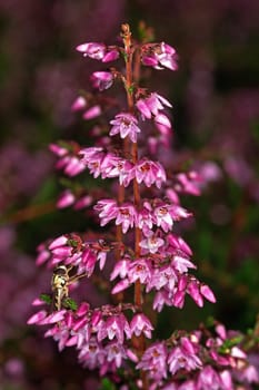 Calluna vulgaris,heather
