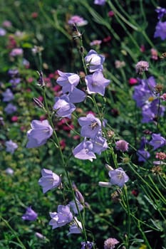 Campanula persicifolia,peach-leaved bellflower