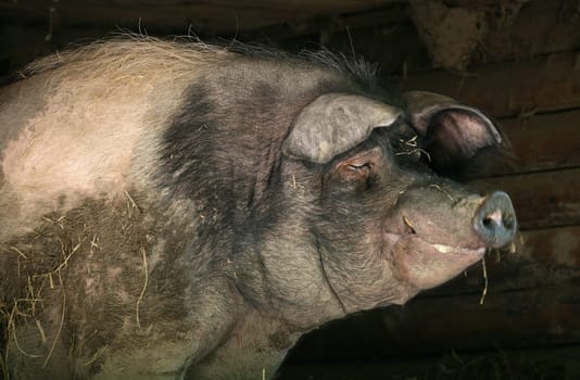 is that fat boar!