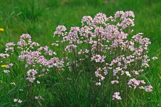 Cardamine pratensis,meadow foamwort