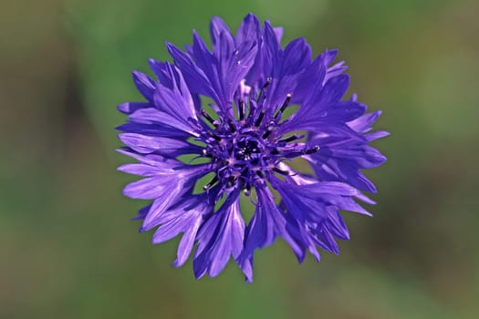 Centaurea cyanus,cornflower