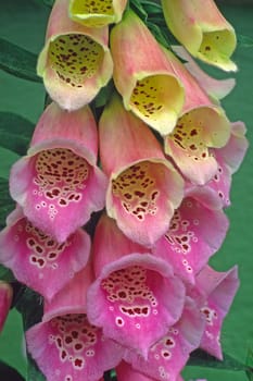 Digitalis purpurea,Red foxglove