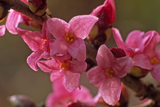 Daphne mezerum,Daphne daphne,Tree,Shrub