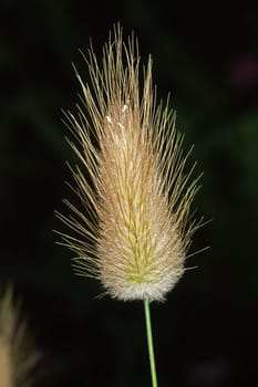 Lagurus ovatus,velvet grass