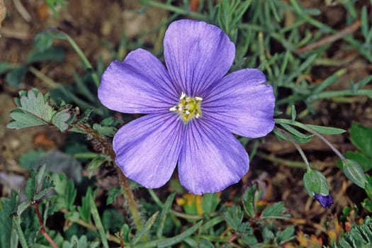 Linum perenne,perennial flax