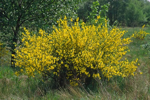 Cytisus scoparius,Common broom,Tree