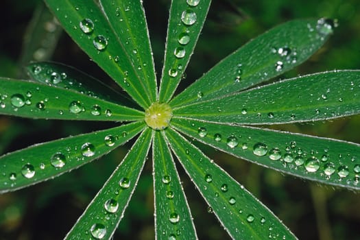 Lupinus polyphyllus,Many-leaved lupine,leaves with raindrops