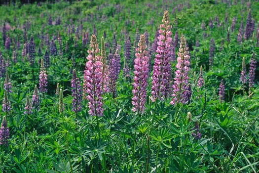Lupinus polyphyllus,Many-leaved lupine