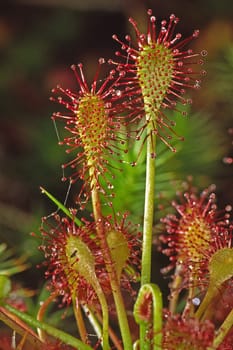 Drosera intermedia,middle sundew