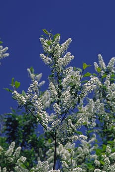 Prunus padus,bird cherry,tree