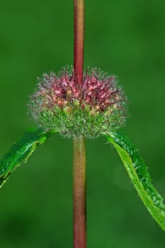 Phlomis tuberosa,smutwort (shrub nettle),detail