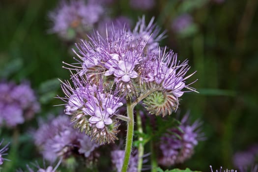 Phacelia tanacetifolia,tufted beautiful