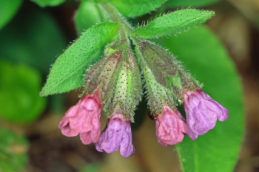 Pulmonaria obscura,dark lungwort