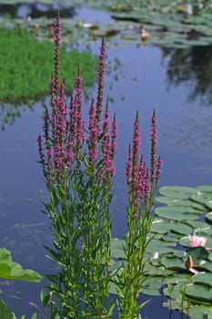 Lythrum salicaria,loosestrife