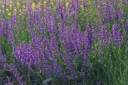 Salvia pratensis,meadow sage