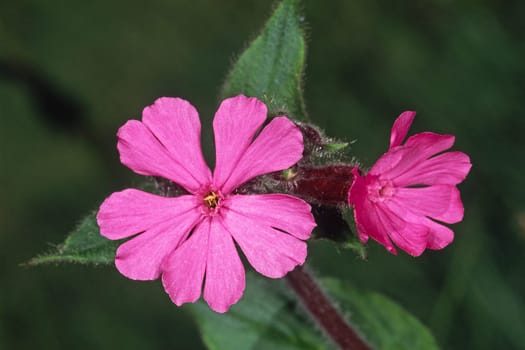 Silene dioica,Red carnation