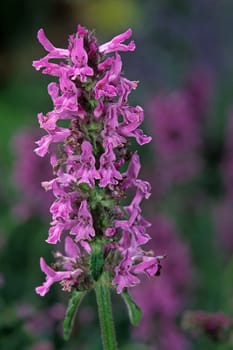 Stachys officinalis