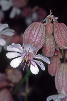 Silene vulgaris,Inflated Gluewort