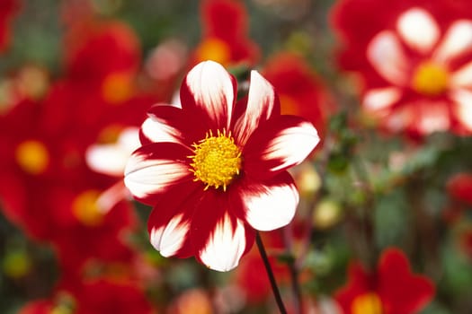 Anemone, Herbst-Anemone