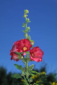 Alcea rosea,Hollyhock