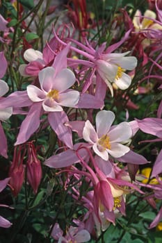 Aquilegia spec, Akelei