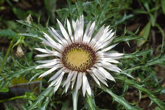 Carlina acaulis,Stemless Rowroot,Silver Thistle