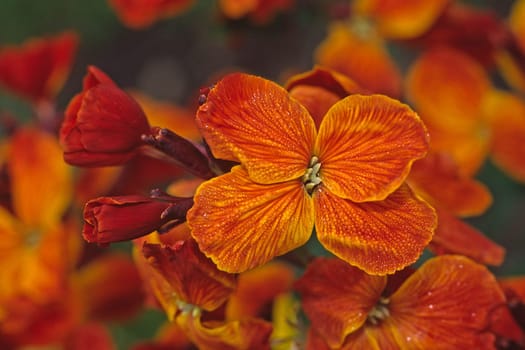 Cheiranthus cheri,golden lacquer,flower with morning dew