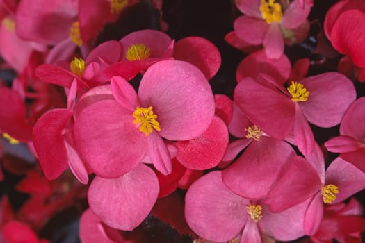 Begonia-Semperflorens-F1-Hybride 'Eureka Bronze Rosa' Begonia