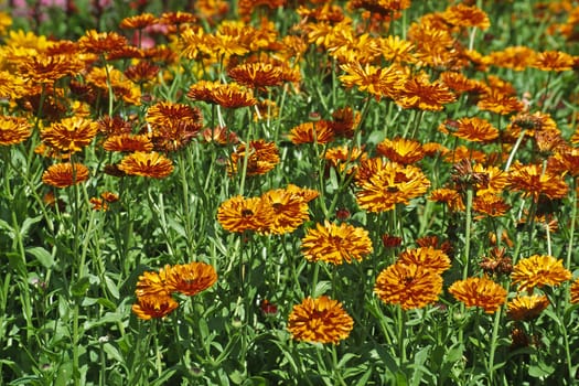 Calendula officinalis 'Maya Bronze' Marigold