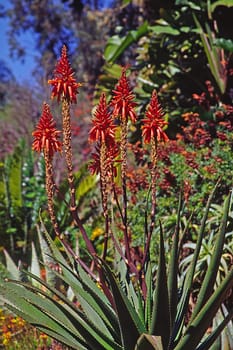 Aloe lastii, Wundkaktus, Bitterschopf
