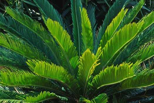Cycas revoluta,cycad,sago palm