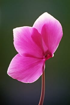 Cyclamen,cyclamen