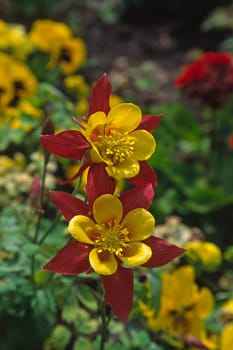 Aquilegia spec, Akelei