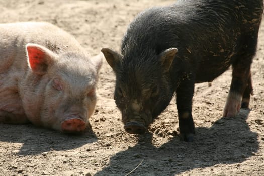 Happy pigs in frailand husbandry