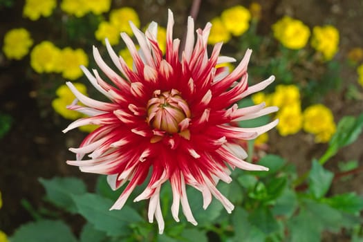 Dahlia hybrid 'Frigoulett' Dahlia