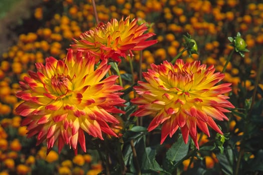 Dahlia x culturum,Aloha variety,Semi-cactus dahlia