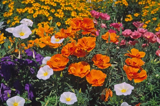 Eschscholzia californica,California poppy,golden poppy,sleepyhead