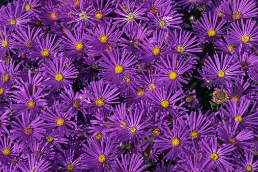 Aster amellus 'Violet Queen' Mountain Aster