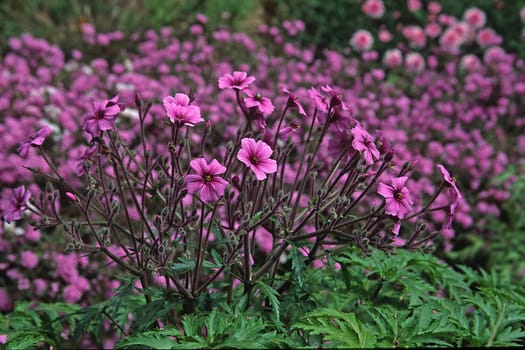 Geranium madarense, Storchschnabel