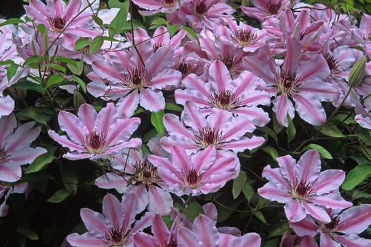 Clematis hybrid,Clematis