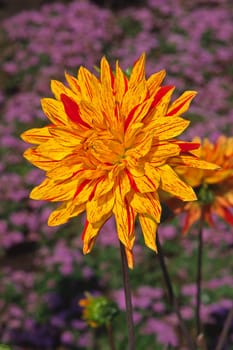 Dahlia x culturum 'Yellow Volcano' Semi-Cactus Dahlia