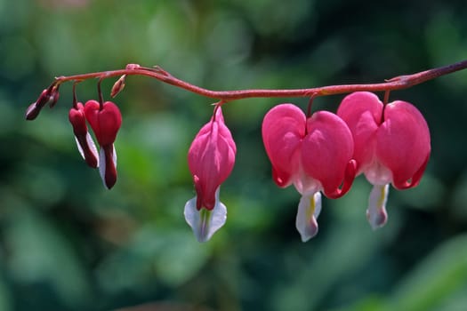 Dicentra spectabilis,Tearful Heart