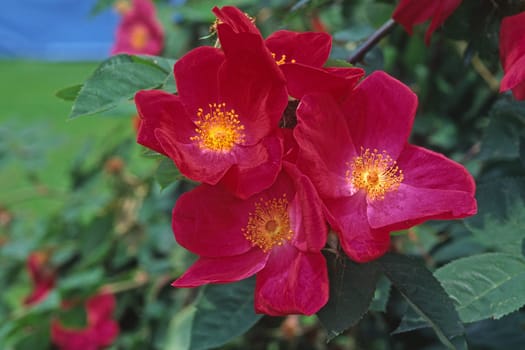 Pink gallica form 'Scarlet embers' shrub rose (Kordes 1952)