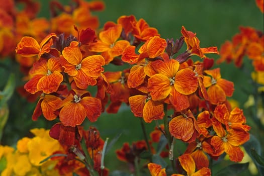 Cheiranthus cheri,gold lacquer