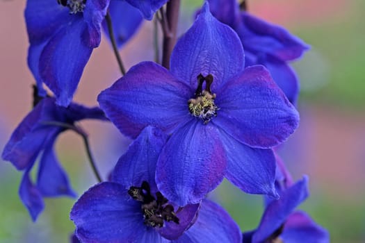 Delphinium hybrid,delphinium