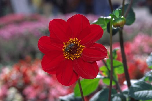 Dahlia 'Karfunkel' Simple Dahlia