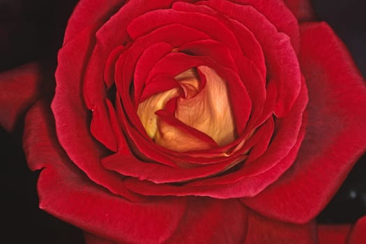 Pink,Rose,Flower Detail