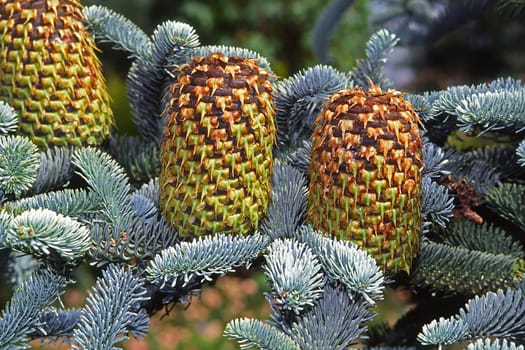 Abies procera 'Glauca' Noble fir,cones