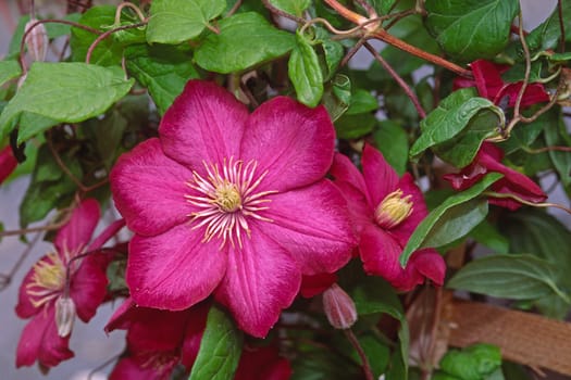 Clematis jackmanii 'Ville de Lyon' Clematis