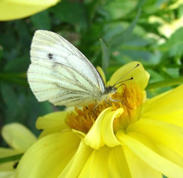 Cabbage white